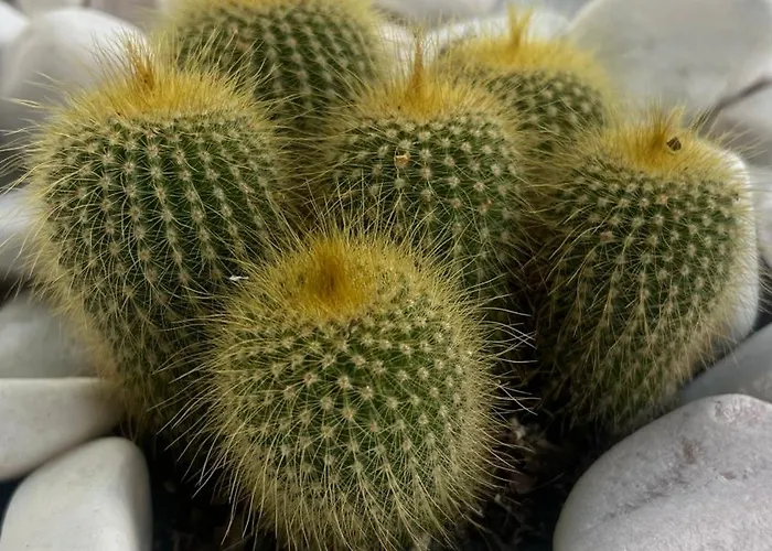 Apartament Paradisus Caniço