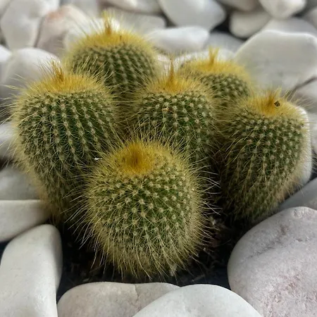 Apartment Paradisus Canico (Madeira)